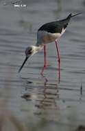 Image of Black-winged Stilt