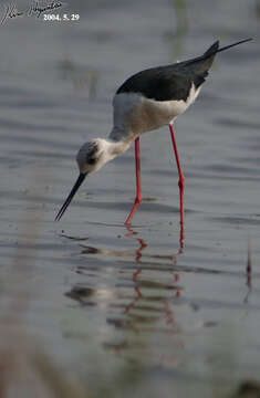 Image of Black-winged Stilt