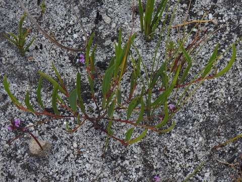 Image of Indigofera guthriei Bolus