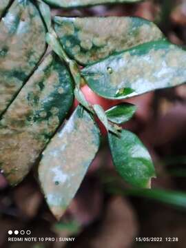 Imagem de Anisophyllea disticha (Jack) Baill.