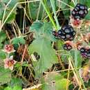 Sivun Rubus corylifolius kuva