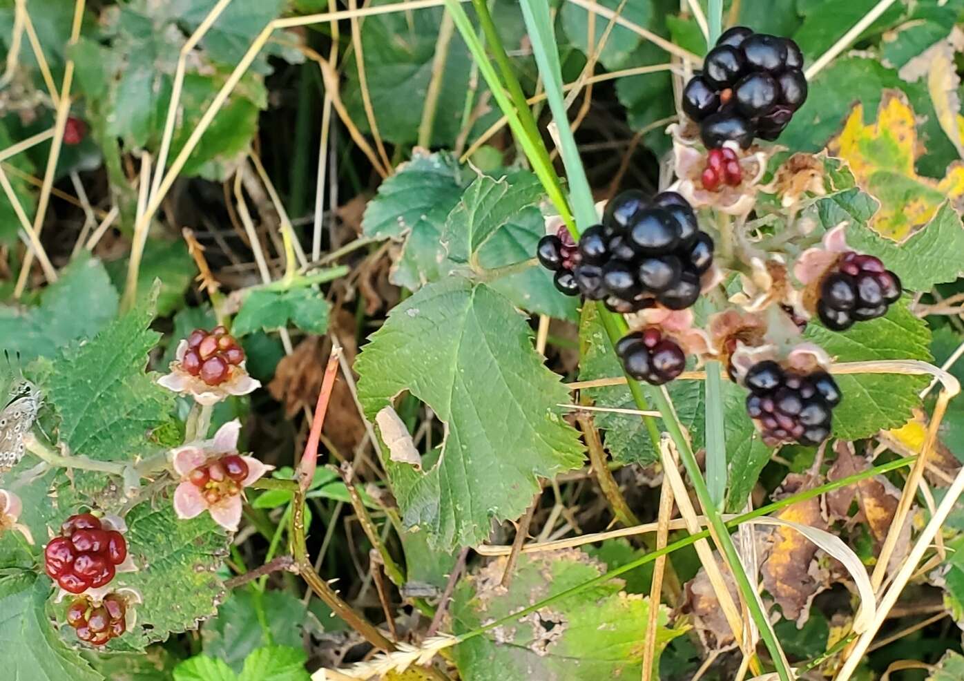 Image de Rubus corylifolius