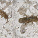 Image of Orchesella quinquefasciata (Bourlet 1842)