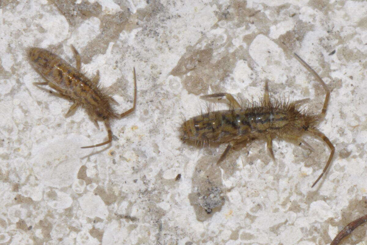 Image of Orchesella quinquefasciata (Bourlet 1842)