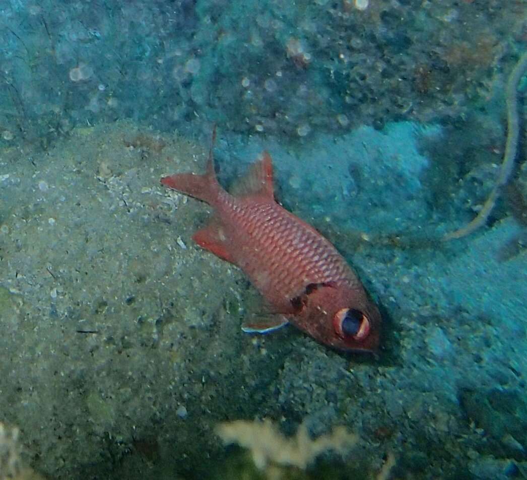 Image of Brick soldierfish