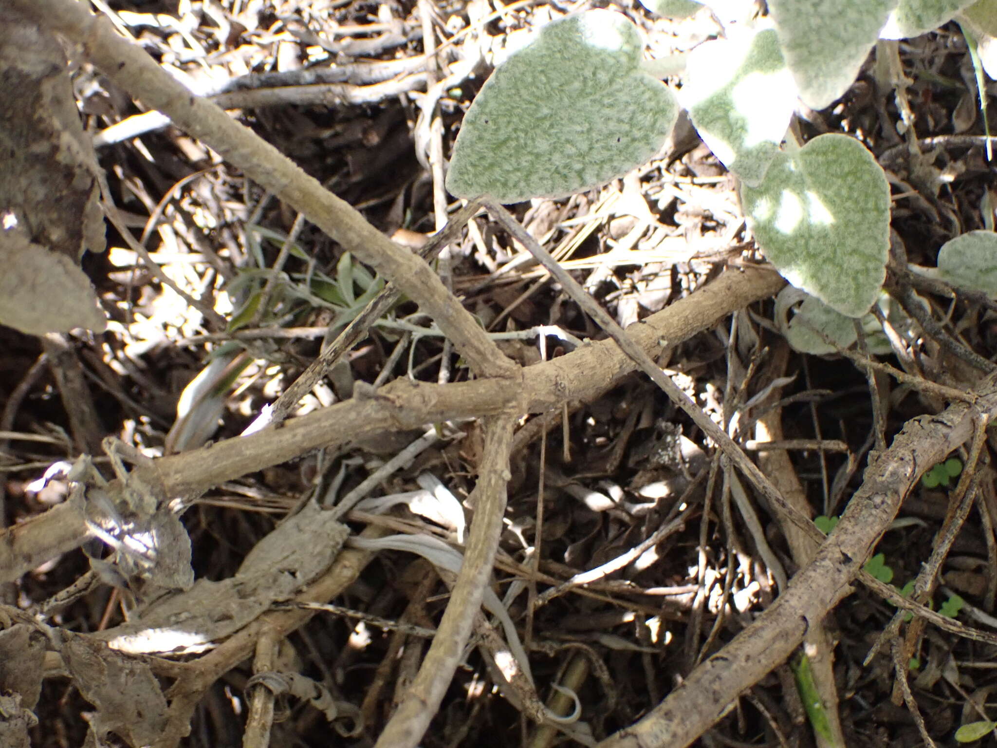 Sideritis oroteneriffae Négrin & P. Pérez resmi