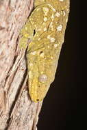 Image of New Caledonia Giant Gecko