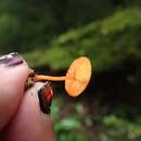 Image of Pluteus horakianus Rodr.-Alcánt. 2009