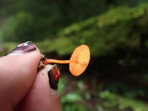 Image of Pluteus horakianus Rodr.-Alcánt. 2009