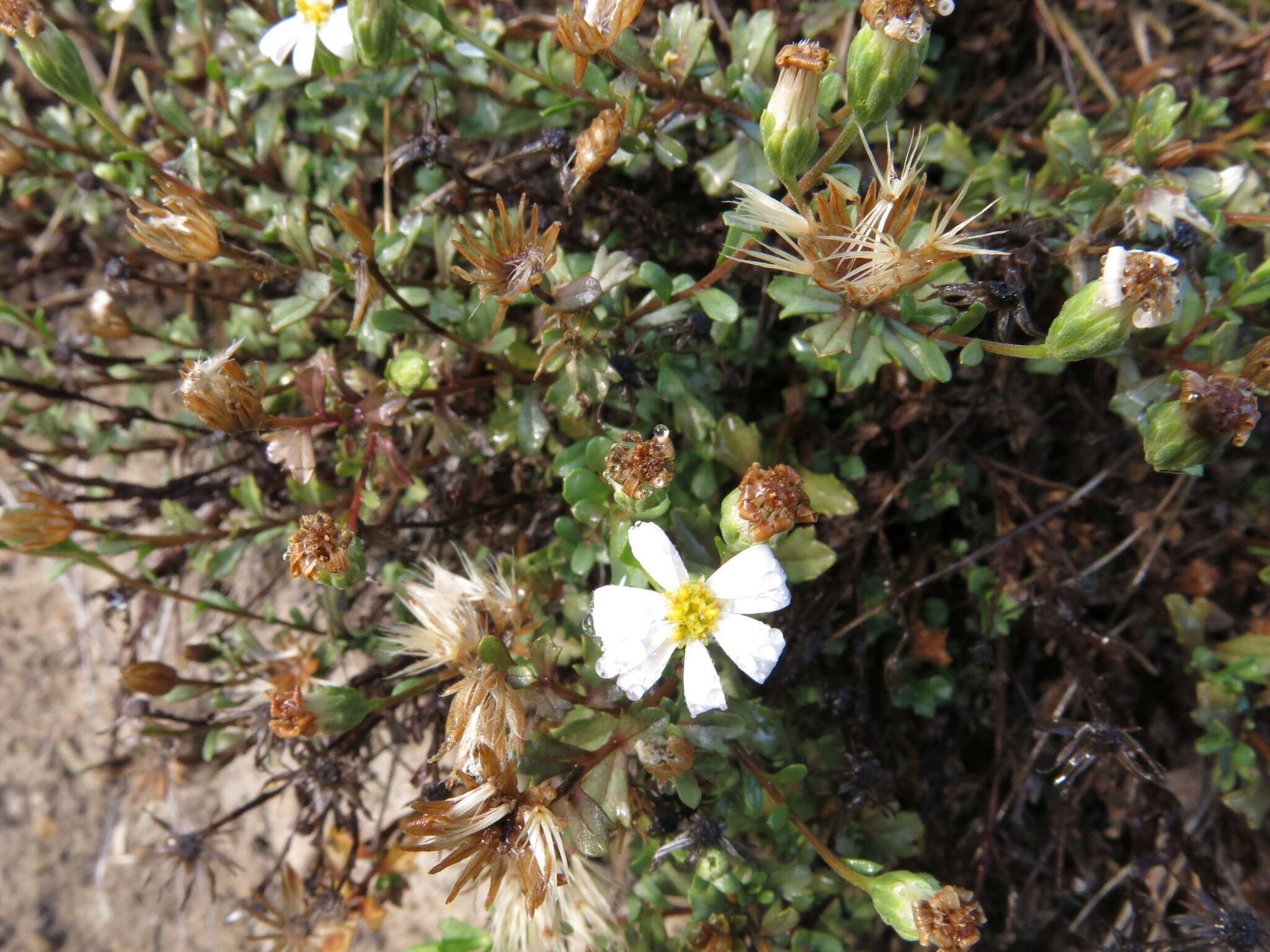 Image of Vittadinia australis A. Rich.