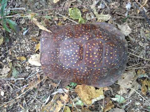 Image of Northern Spotted Box Turtle