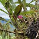 Image of Maxillaria paleata (Rchb. fil.) Ames & Correll