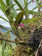 Image of Maxillaria paleata (Rchb. fil.) Ames & Correll