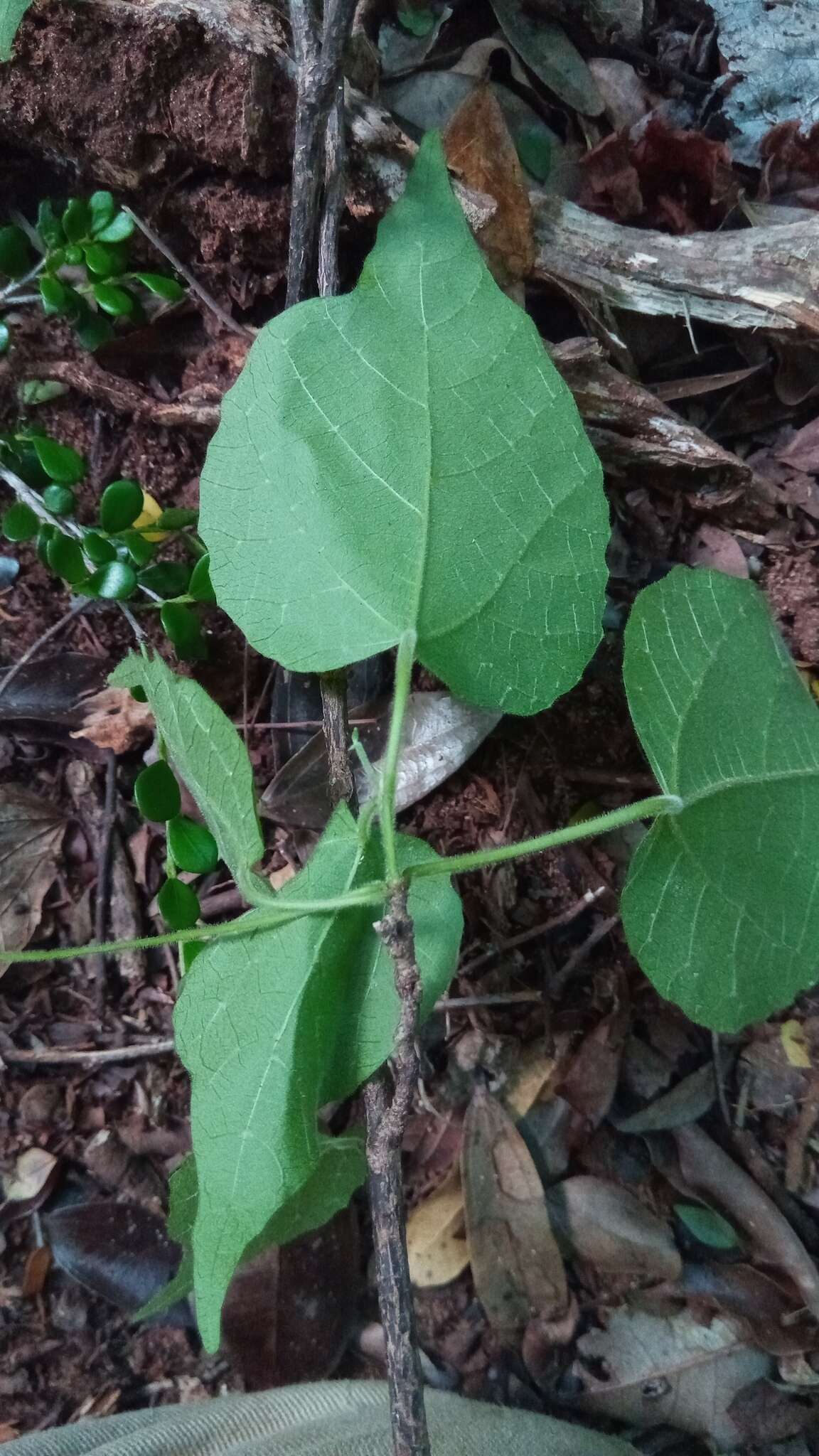 Image of Mallotus oppositifolius (Geiseler) Müll. Arg.