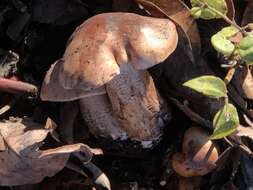 Tricholoma subannulatum (Peck) Zeller 1922 resmi