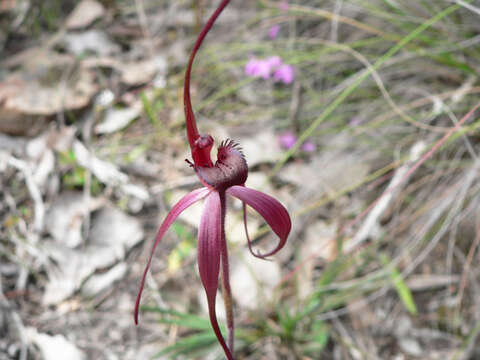 Image of Caladenia clavescens (D. L. Jones) G. N. Backh.