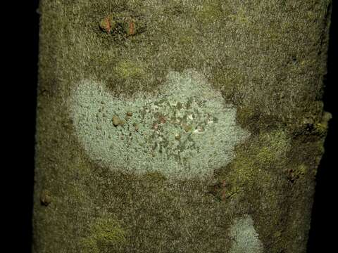 Image of rim lichen