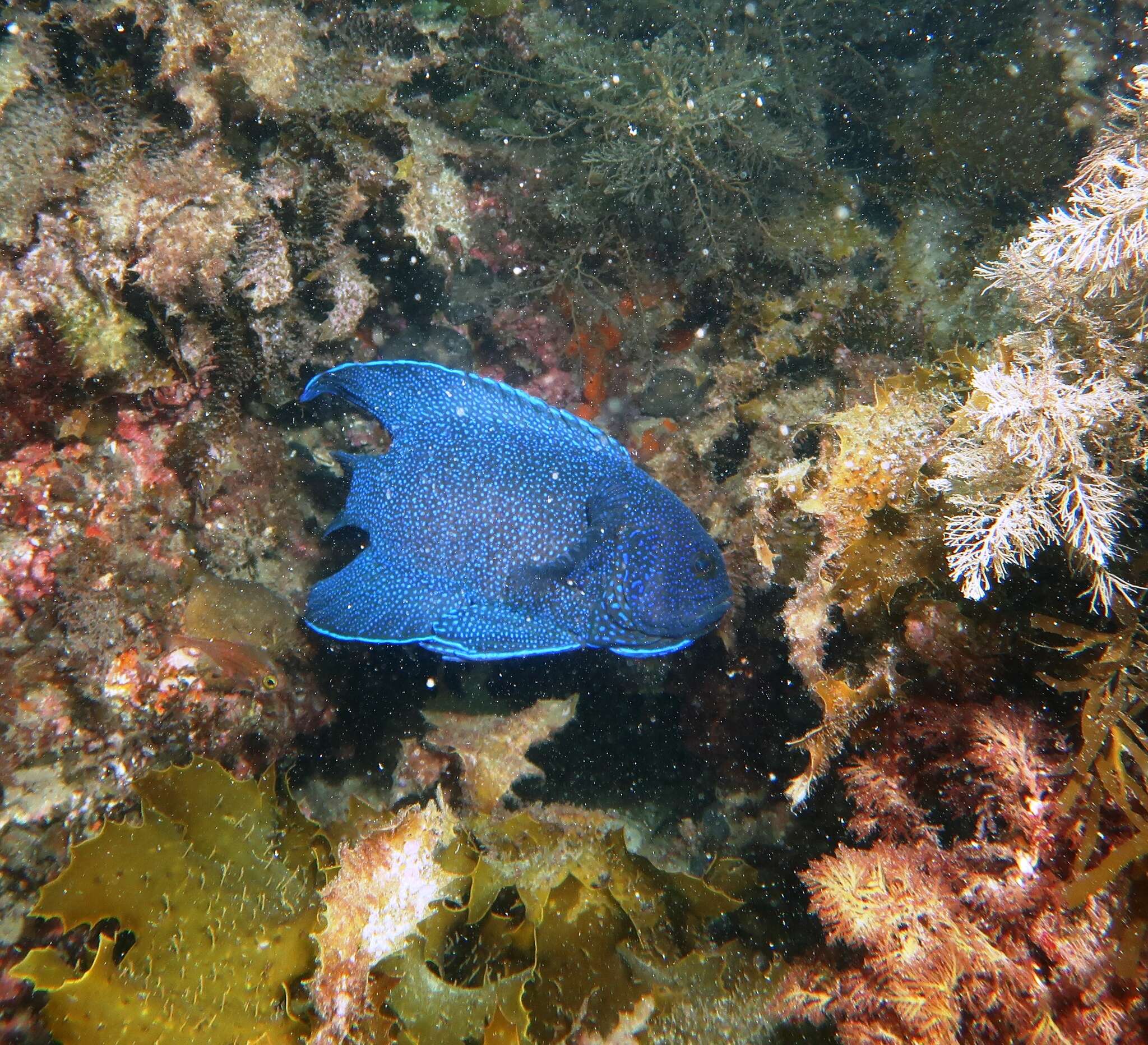 Paraplesiops meleagris (Peters 1869) resmi