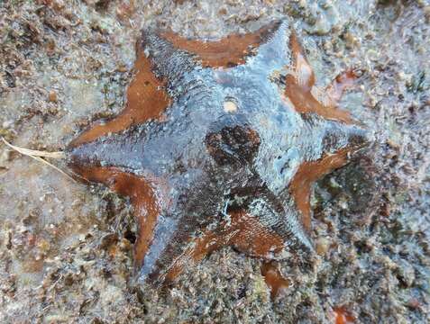 Image of Meridiastra occidens (O'Loughlin, Waters & Roy 2003)