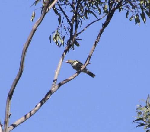 Image of Olive-backed Oriole