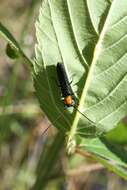 Image of Raspberry Cane Borer