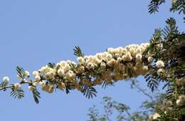 Image of Grey-haired acacia