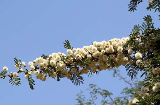 Image of Grey-haired acacia