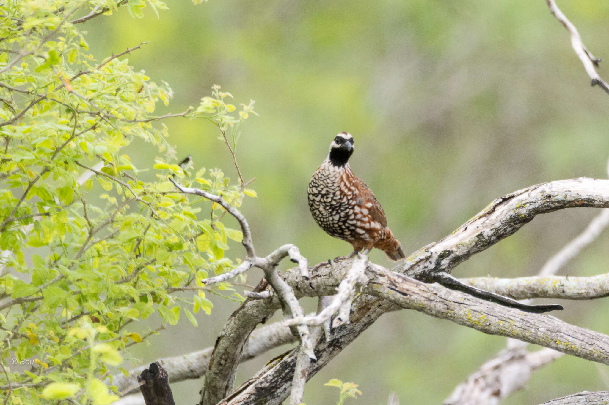 Image of Black-throated Bobwhite