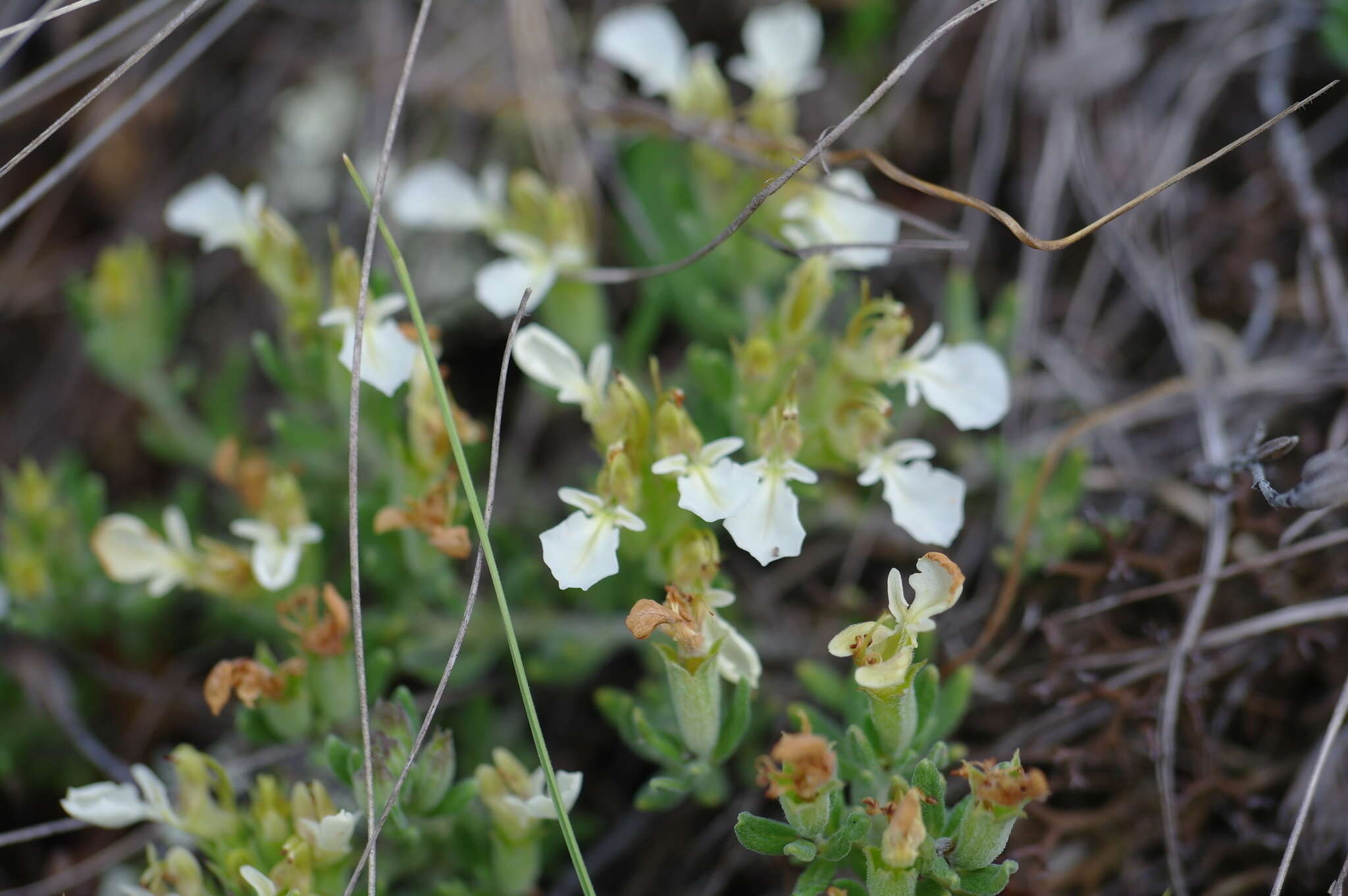 Sivun Teucrium montanum subsp. montanum kuva