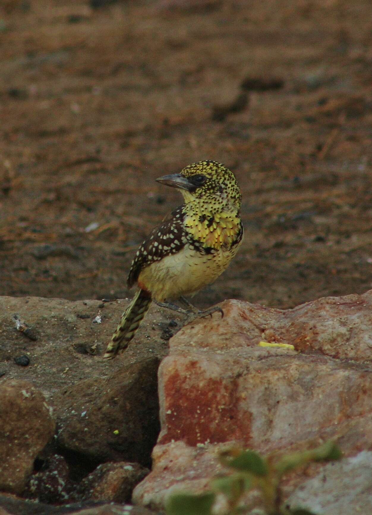 Image of D'Arnaud's Barbet