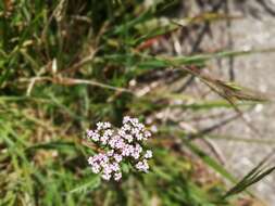 Image of Centranthus calcitrapae (L.) Dufr.