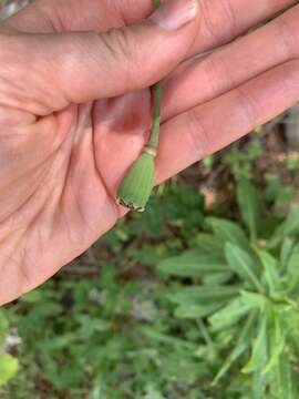 Image of Papaver oreophilum Rupr.