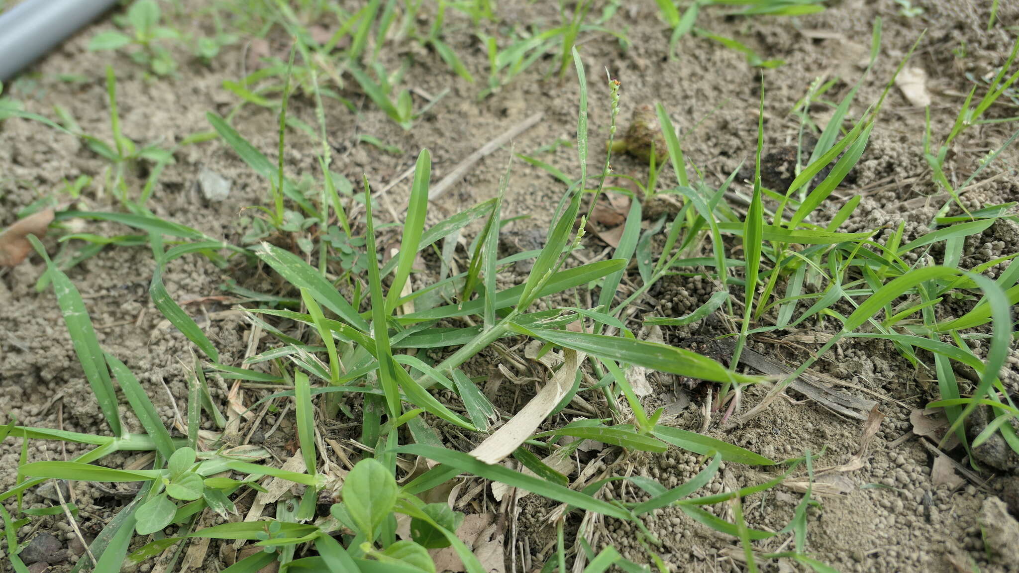 Image of Setaria flavida (Retz.) Veldkamp