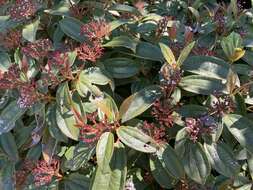 Image de Viburnum davidii Franch.