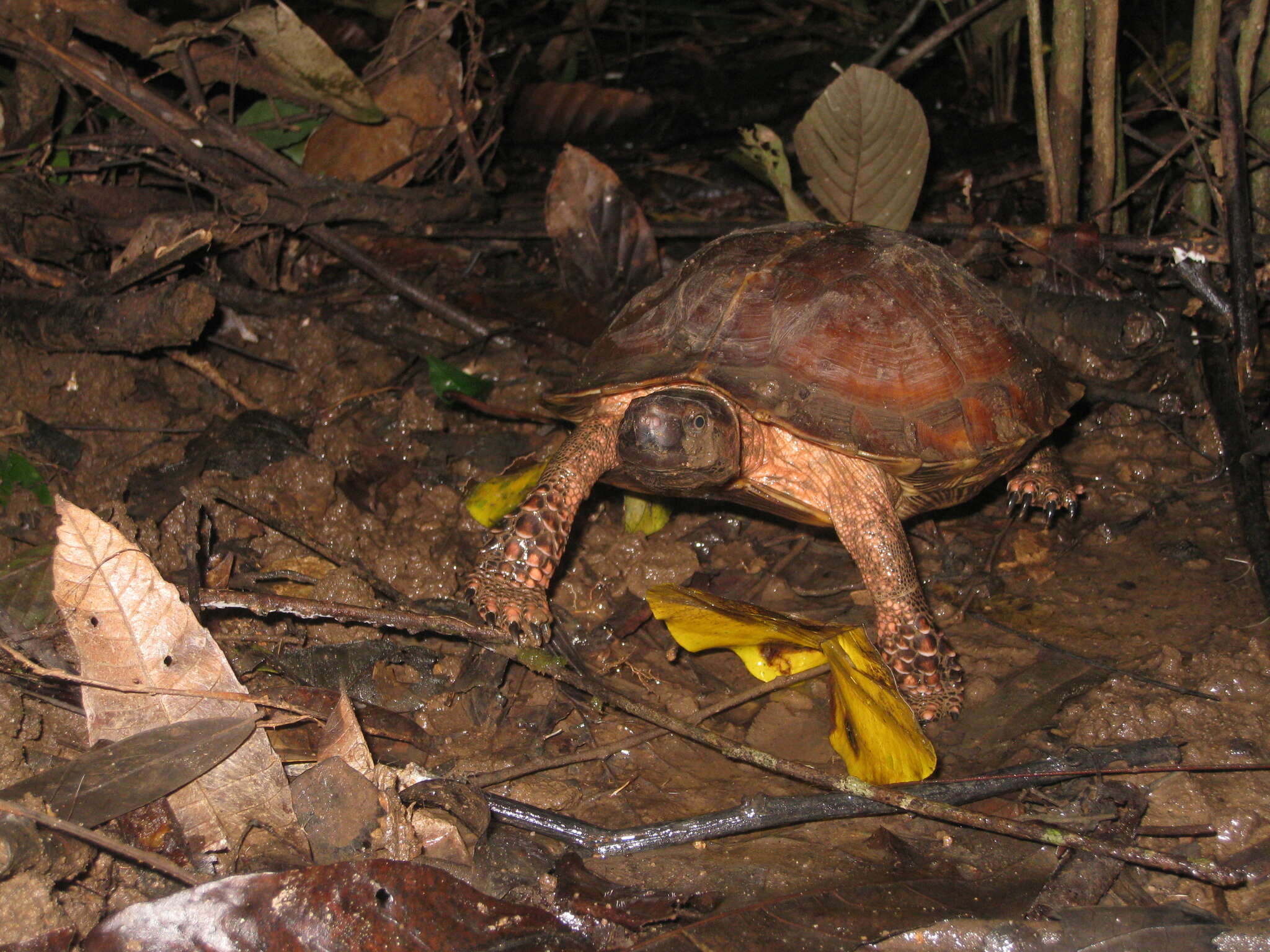 Image of Spiny turtle