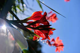 Imagem de Gladiolus cardinalis Curtis