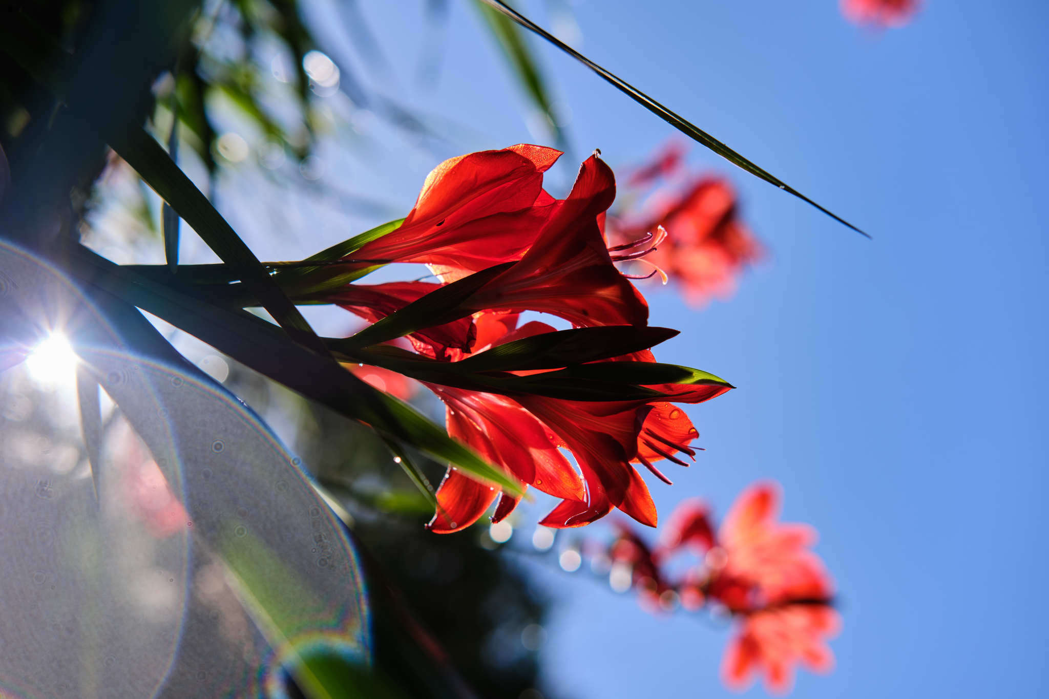 Слика од Gladiolus cardinalis Curtis