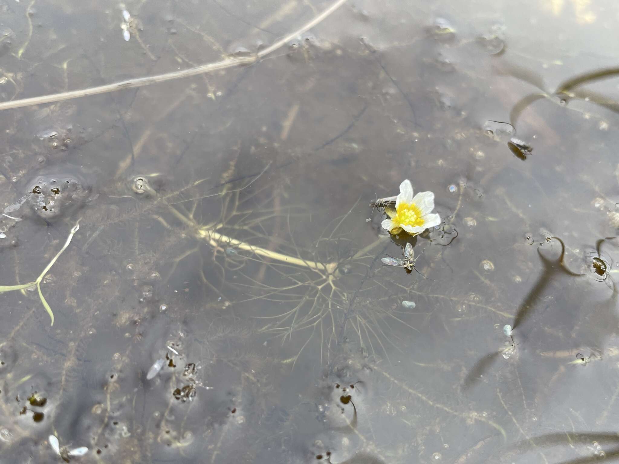 Image of Panarctic Water-Crowfoot