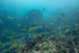 Image of Yellowtail blue snapper