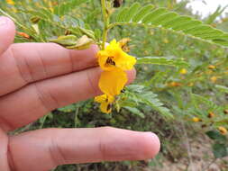 Image of partridge pea