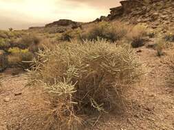 Image of Parry's Saltbush