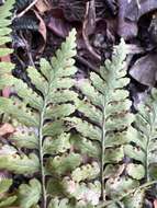 Imagem de Dryopteris glabra (Brack.) O. Kuntze