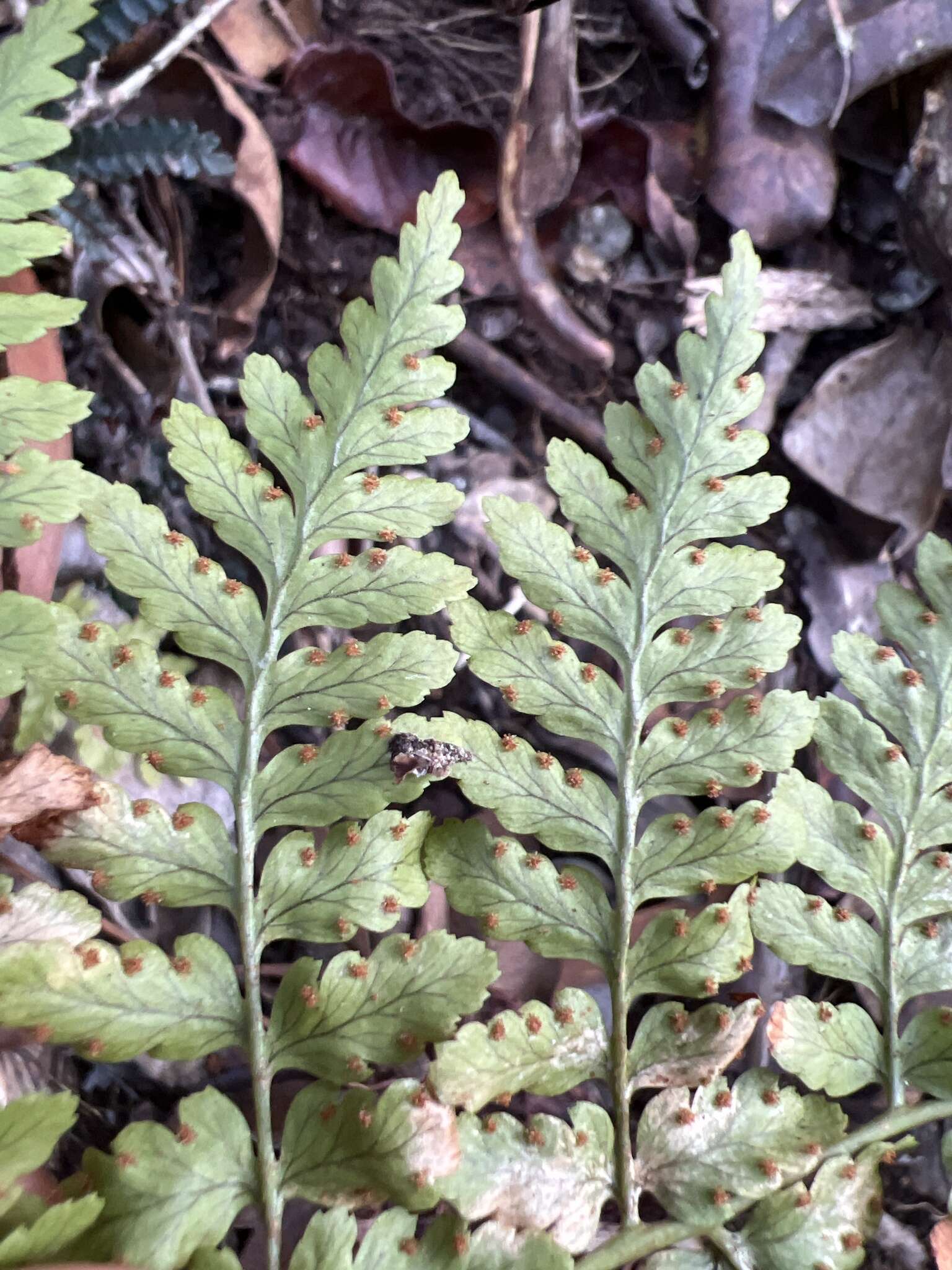 Image de Dryopteris glabra (Brack.) O. Kuntze