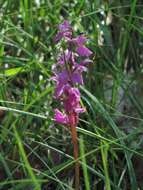 Image de Orchis mascula subsp. speciosa (Mutel) Hegi