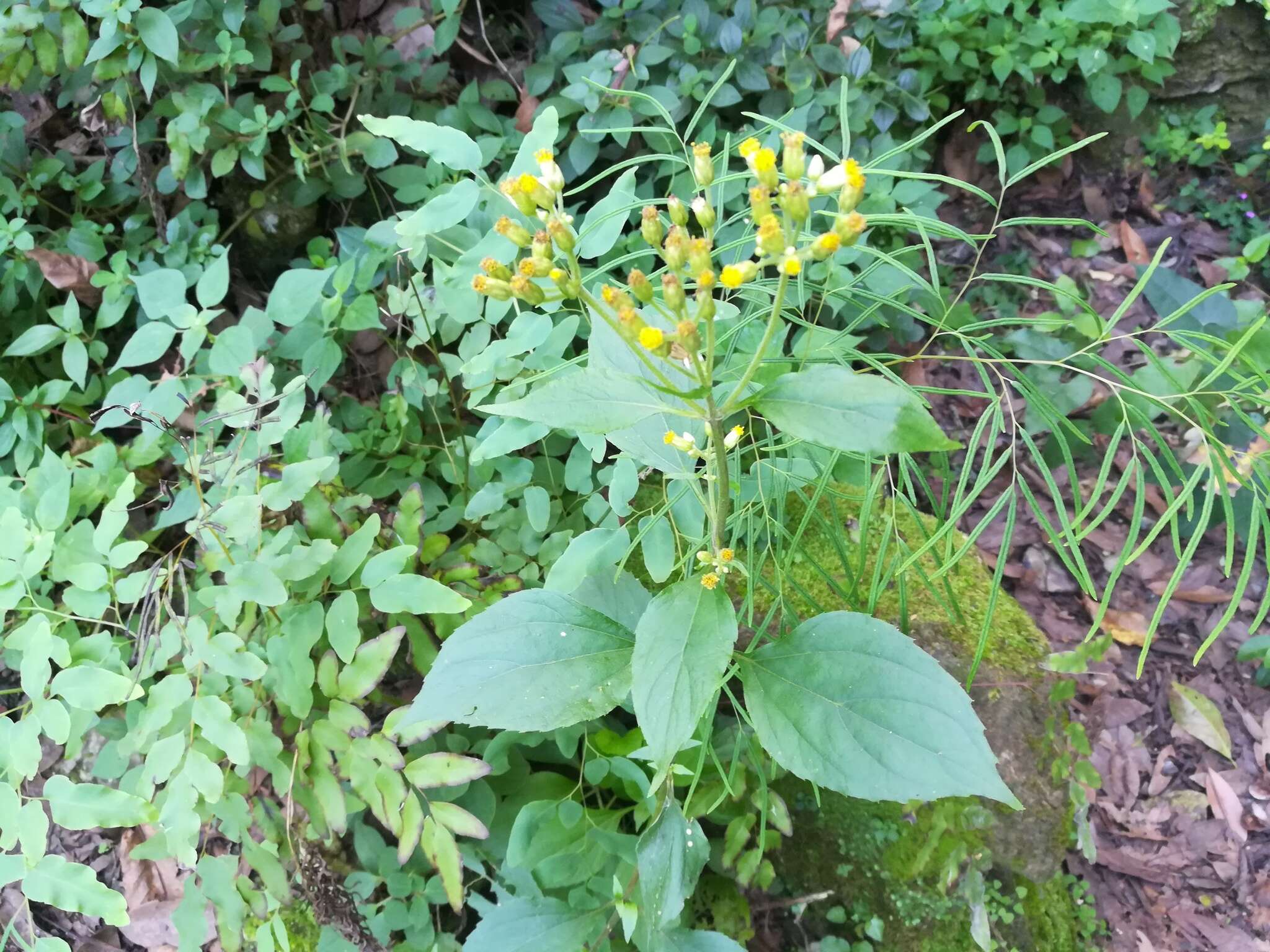 Schistocarpha eupatorioides (Fenzl) O. Kuntze resmi