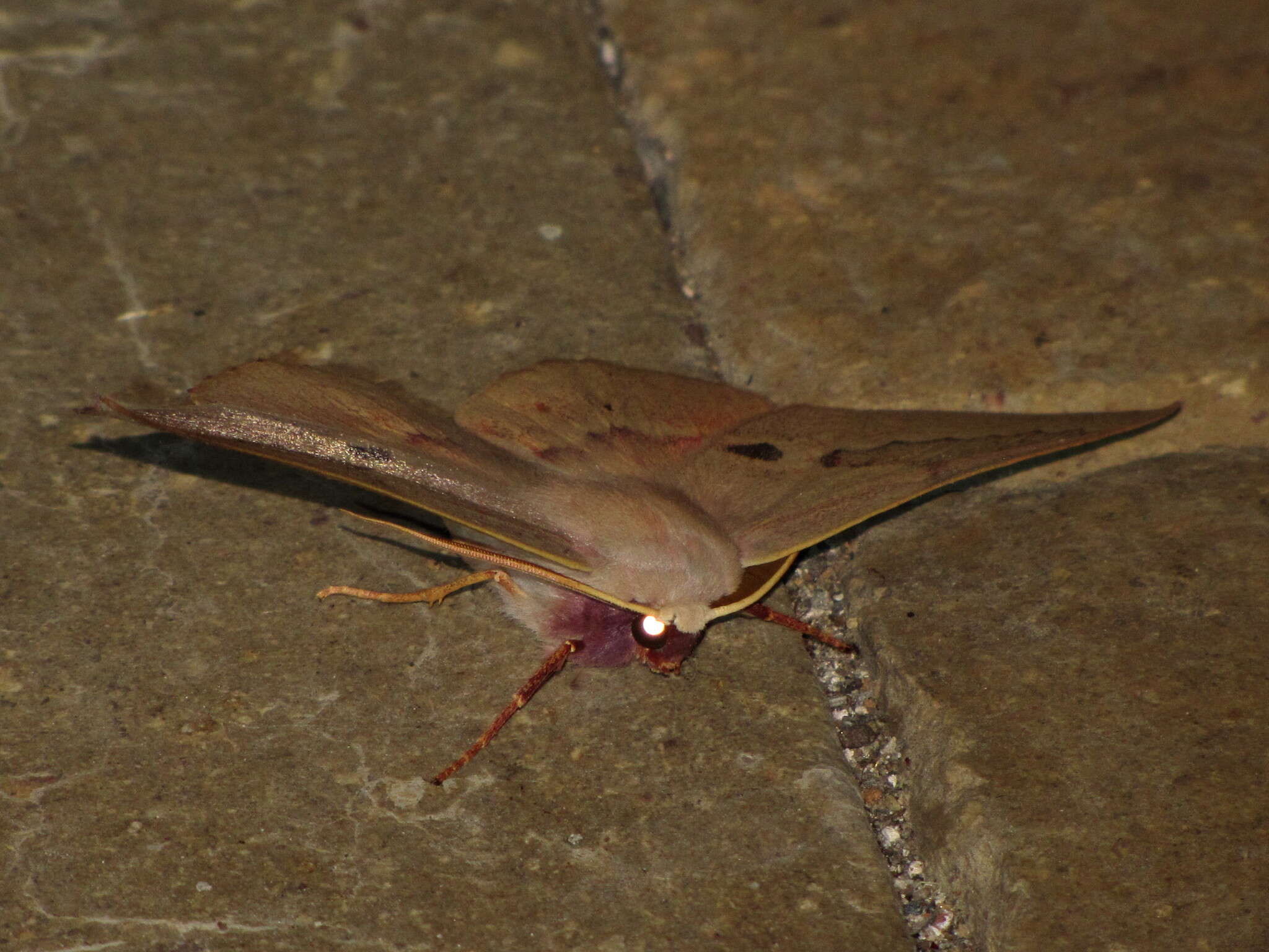 صورة Monoctenia falernaria Guenée 1857