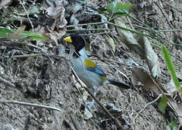 Image of Golden-winged Sparrow