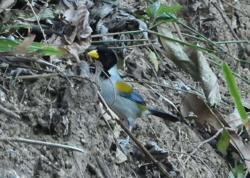 Image of Golden-winged Sparrow