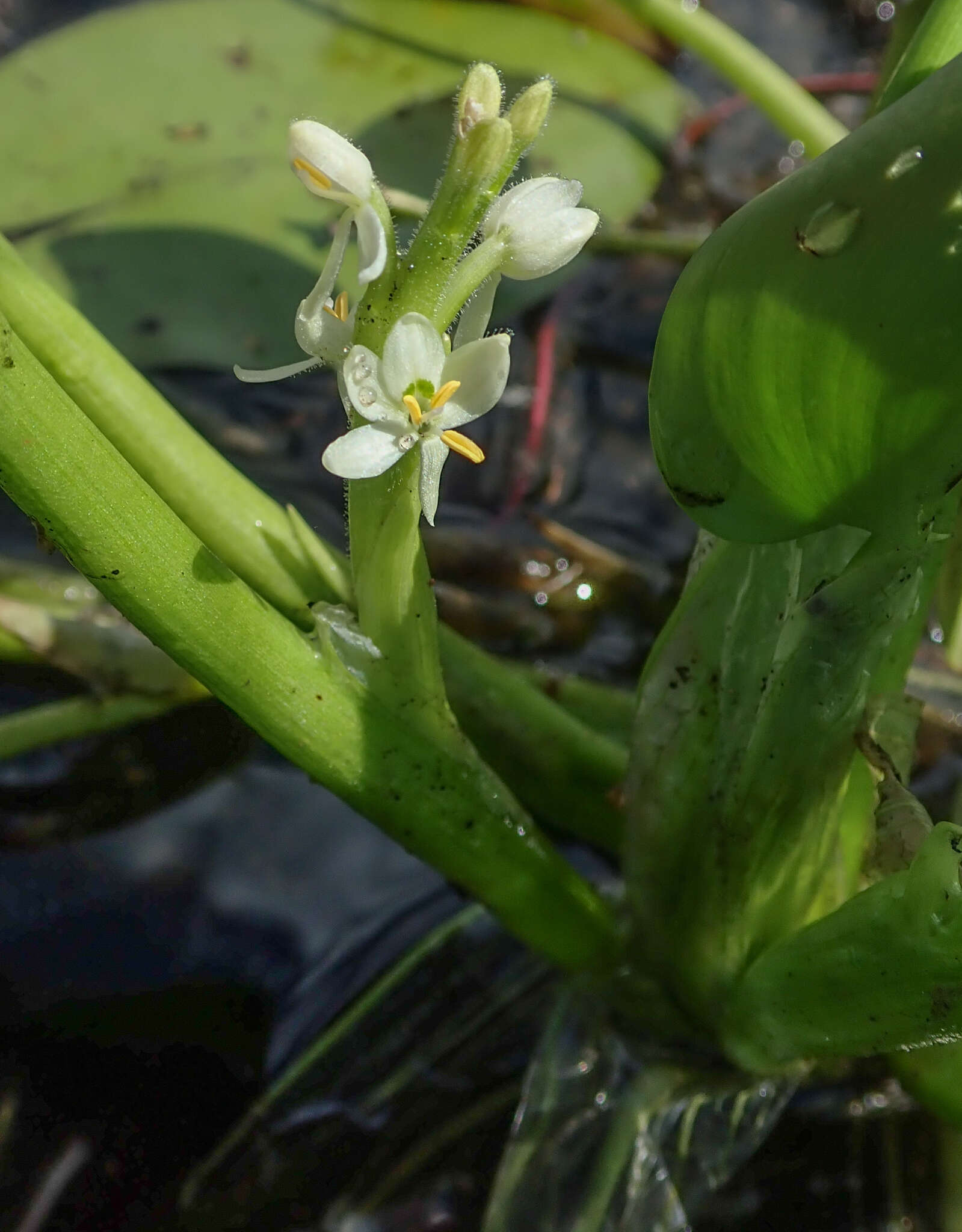 Image of Heteranthera callifolia Rchb. ex Kunth