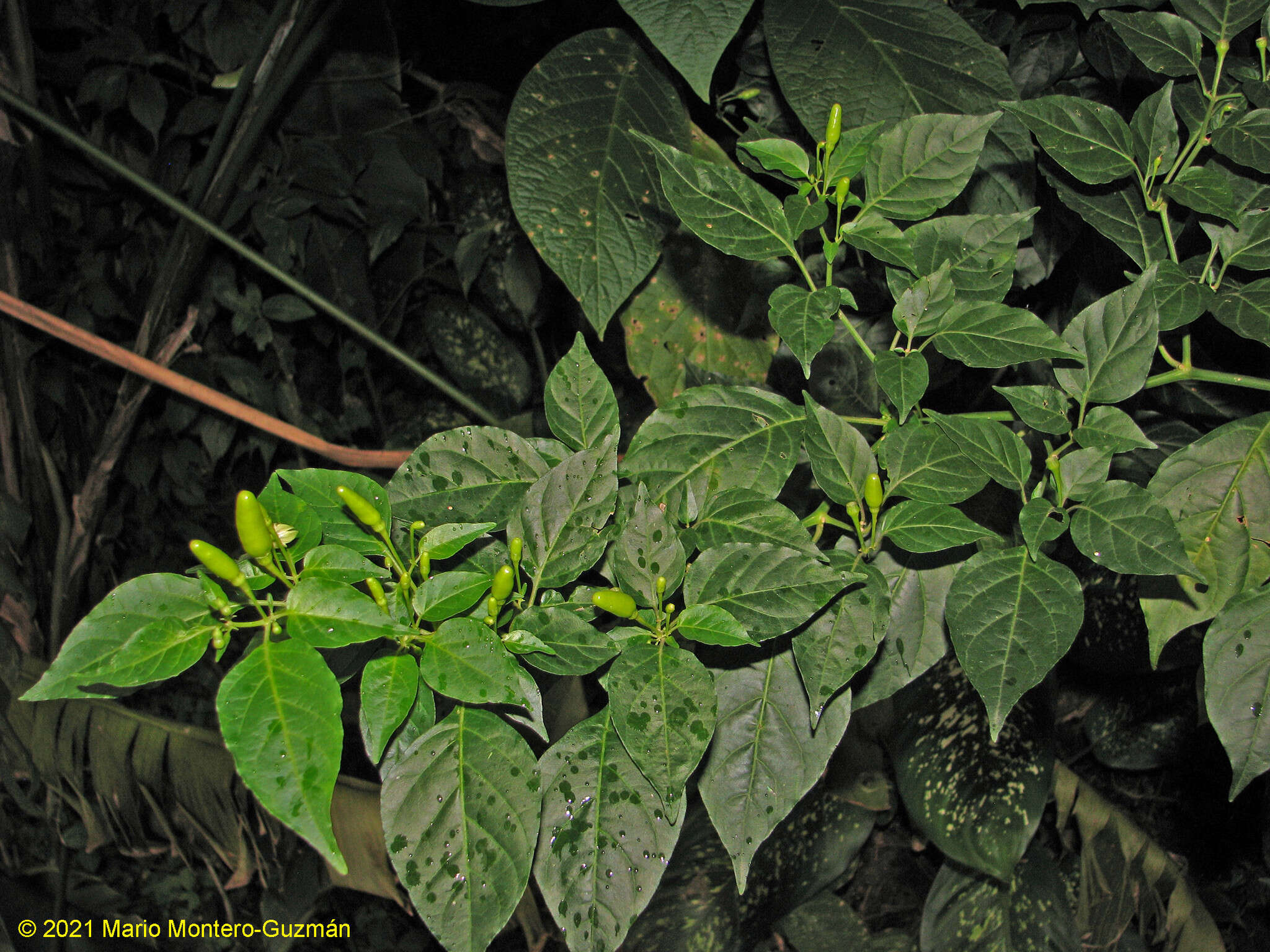 Image of Capsicum frutescens L.